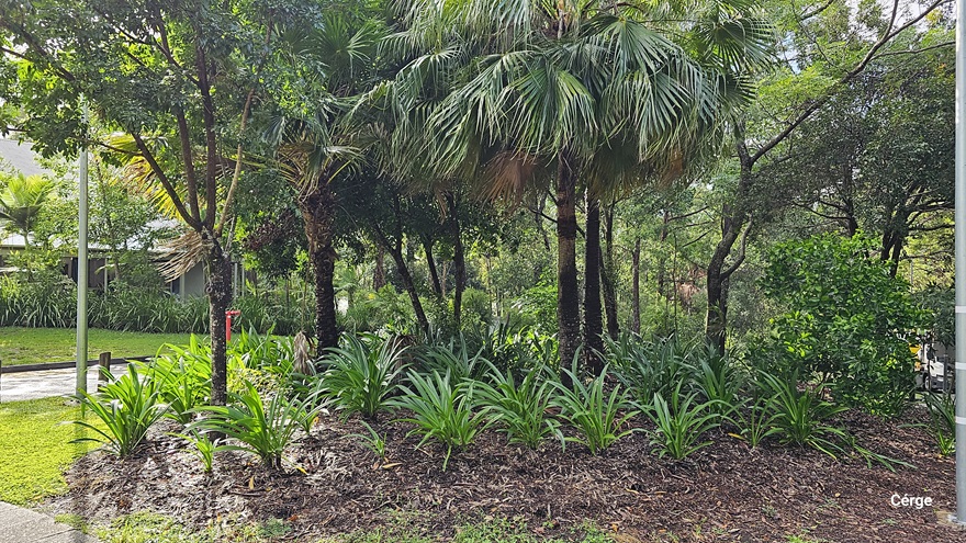 On the left, there is a paved pathway bordered by grass and a variety of trees and shrubs. In the middle, a dense cluster of green plants with long, slender leaves is surrounded by mulch. Tall trees with broad leaves and some palm trees are in the background, creating a canopy. On the right, more greenery with bushes and trees extends into the distance. The ground is covered with a mix of grass and mulch.