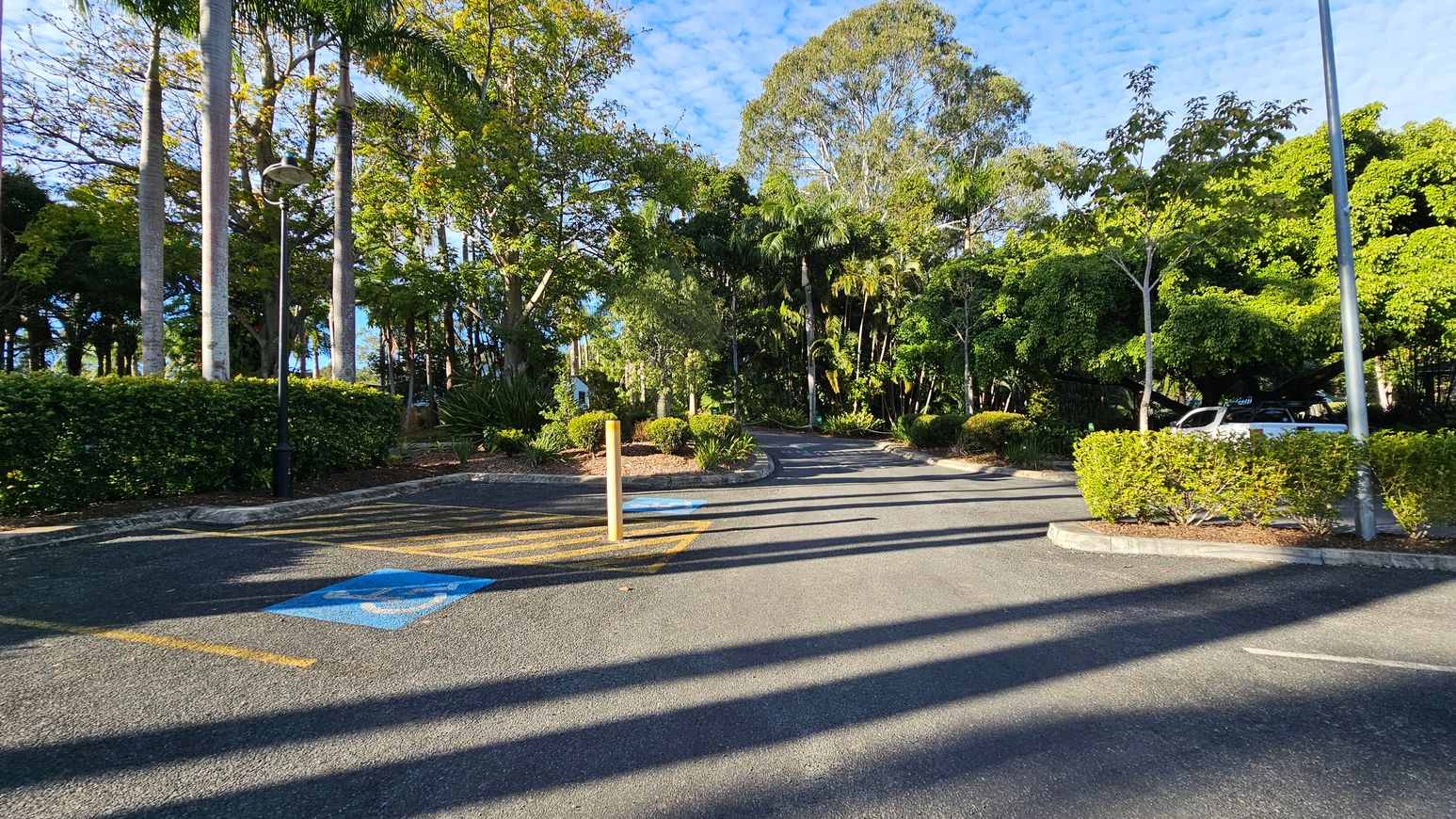 A car park with a marked disabled parking space in the foreground, featuring a blue symbol on the asphalt. Tall palm trees and lush green foliage line the left side, with a lamppost nearby. On the right, a white car is partially visible behind dense bushes. The background is filled with a variety of trees, creating a dense, green canopy. Shadows from the trees stretch across the asphalt.