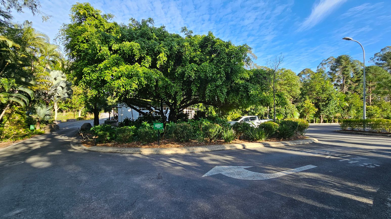 A large, leafy tree dominates the centre, with a white building partially visible behind it. On the left, a path is lined with various tropical plants and trees. To the right, a road curves around with a white vehicle parked nearby and a streetlamp overhead. The ground is paved, with a white arrow painted on it, indicating direction. The background is filled with dense greenery and trees.