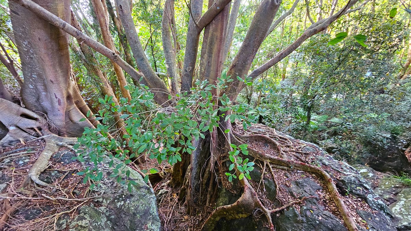 A large tree with multiple trunks and extensive roots is growing over rocks. The tree's bark is smooth and greyish-brown, with some roots sprawling across the rocky surface. Green leaves are visible on the branches, and the surrounding area is dense with other trees and foliage. The ground is covered with dry leaves and twigs, and the scene is set in a lush forest environment.