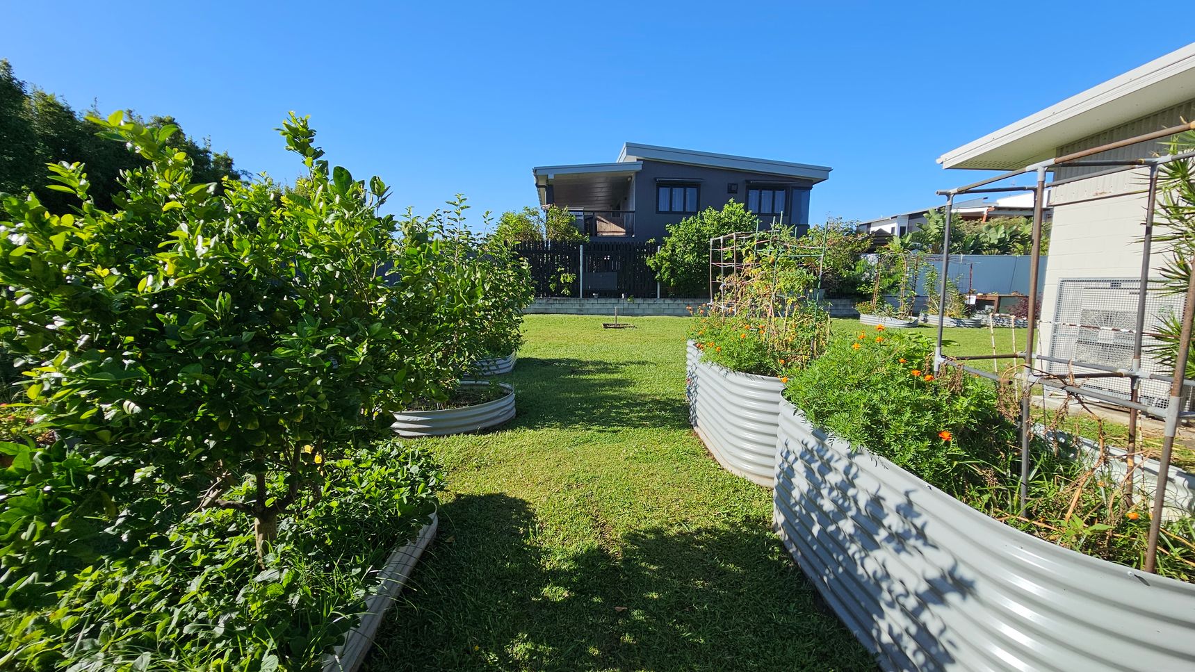 A garden with raised metal planters filled with lush green plants and flowers is in the foreground. On the left, a dense bush with broad leaves, and on the right, a planter with orange flowers and a metal trellis. In the background, a modern house with a flat roof and large windows is visible, surrounded by more greenery. The lawn is neatly mowed, and the sky is clear.