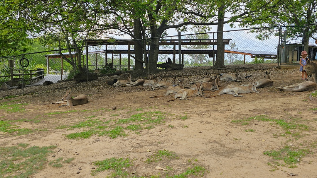 Closer look at the Kangaroos. Several kangaroos are on the right side. Tall barriers around the area are prominent at the rear. The area features a visibly lying down on the ground under the gum trees. A little girl is visibly feeding a kangaroo sloping hill with firm ground and few grasses.