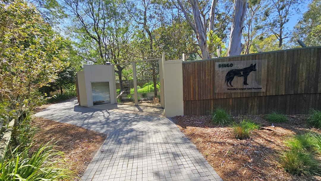 Pathways leading to the Dingo and Crocodile exhibits. Large signs with the Dingo and Crocodile’s features and names are displayed on top of the right pathway. On a wooden barrier in the middle, a figure of a dingo in a black hue is apparent. Two individuals are noticeable on the right pathway near the black steel railings with fences. A white sign that displays information about Dingo is situated on the left side above a fence with glass in the middle.