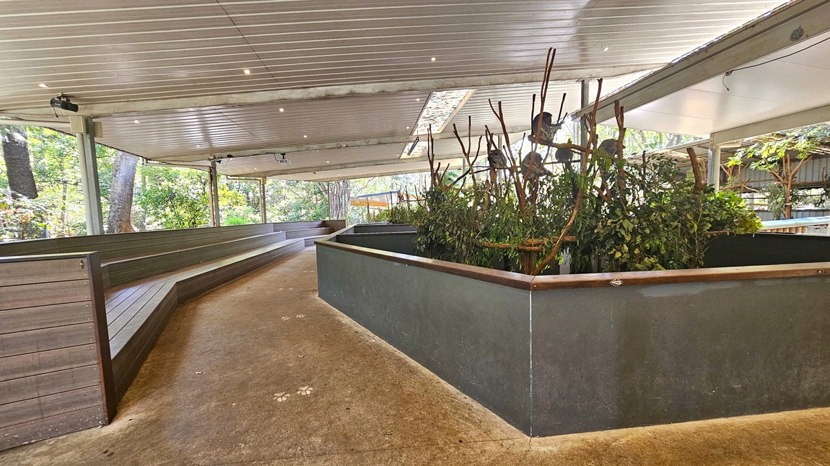 Inside a Koala enclosure. Low concrete walls encircle the enclosure, simultaneously acting as tiered seating for observing the Koalas. In the center, Koalas are easily spotted hanging from wooden branches, indulging in leaves within the confines of a spacious hexagon-shaped low concrete barrier.