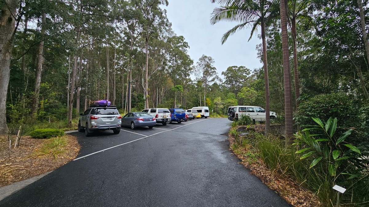 A car park surrounded by tall trees and dense greenery. On the left, several cars are parked, including a silver SUV with a purple item on its roof. On the right, more vehicles are parked, including a white van. The ground is paved, and there are patches of grass and shrubs along the edges. Tall palm trees and other vegetation are visible, creating a lush, forested environment.