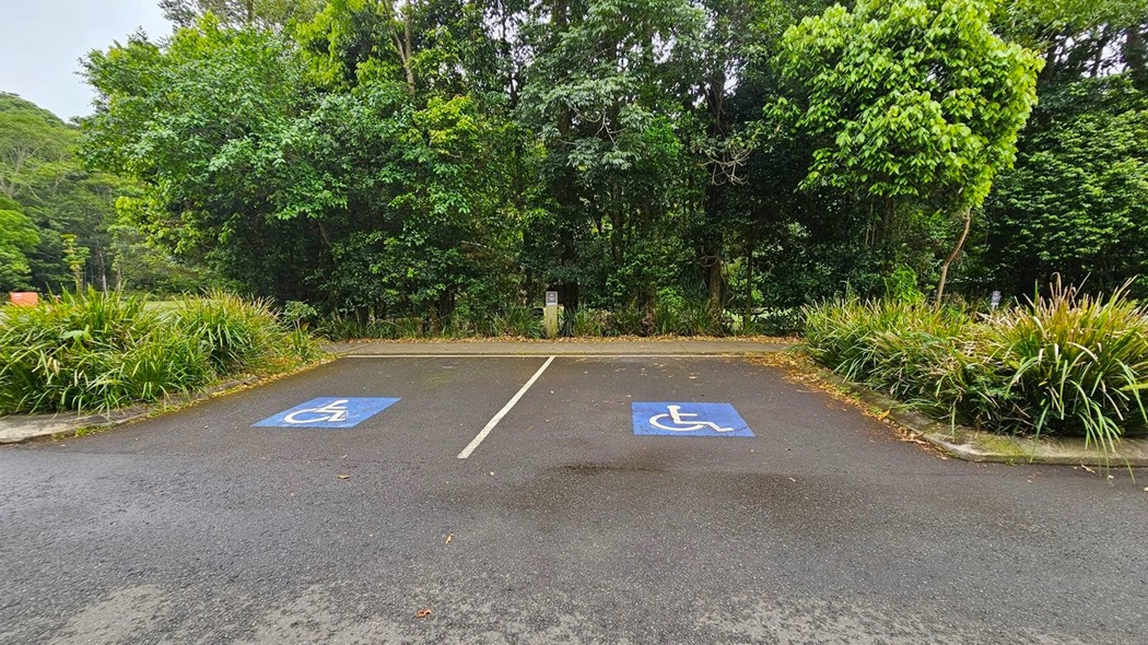 Two parking spaces with blue disabled symbols on the ground are in the foreground. A white line separates them. The background features dense greenery with tall trees and bushes. The ground is paved with asphalt, and there are patches of grass and leaves around the edges.