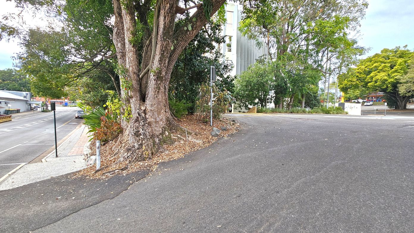 A large tree with a thick trunk is on the left, surrounded by leafy plants and a small patch of dry leaves. A narrow road curves around the tree, leading to a wider street in the background. On the right, there are more trees and a building partially visible through the foliage. The road surface is dark and slightly uneven. In the distance, a few cars are parked along the street, and a building with a red roof is visible.