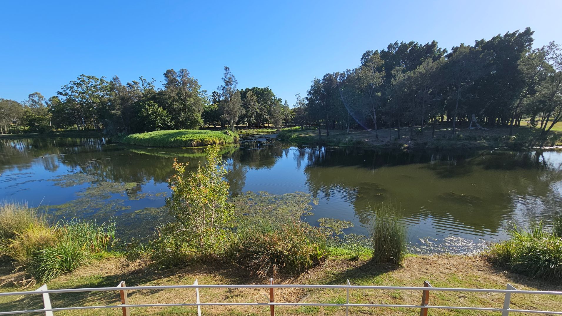 A tranquil pond is in the centre, reflecting the surrounding trees and sky. On the left, dense trees and shrubs line the water's edge. To the right, a cluster of taller trees casts shadows on the water. In the foreground, a grassy bank with various plants and a white railing runs along the edge of the pond. The background is filled with more trees, creating a lush, green landscape.