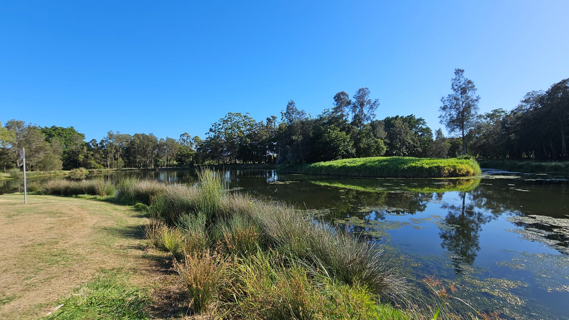 A serene pond is surrounded by lush greenery. On the left, a grassy path with tall grasses leads to the water's edge, where a signpost is visible. The pond reflects the trees and sky, with patches of aquatic plants on the surface. In the background, dense trees form a natural border, with a small grassy mound on the right side of the pond. The scene is calm and natural, with vibrant green hues dominating the landscape.