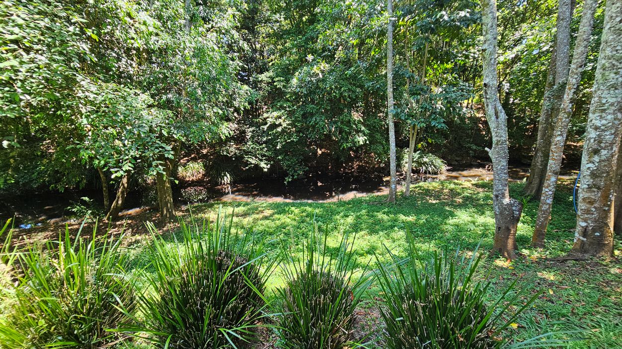 Dense green foliage covers the background, with tall trees and a small stream running through the scene. In the foreground, there are clusters of spiky green plants on a grassy area. Sunlight filters through the trees, creating dappled light on the ground. The area appears lush and verdant, with a variety of plant life.