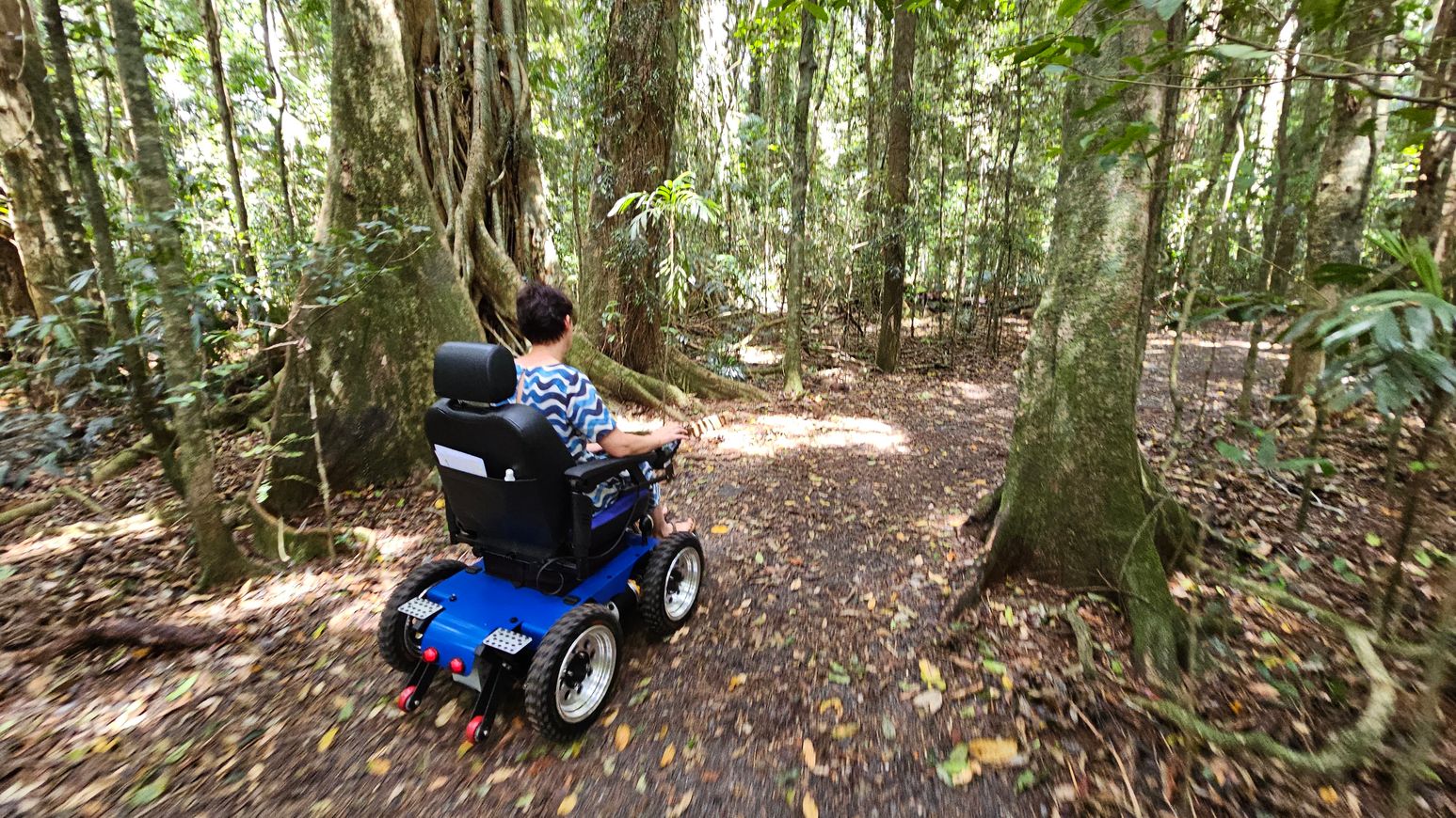 A person in a blue and black wheelchair navigates a forest path. The path is covered with dry leaves and surrounded by tall trees with thick trunks and green foliage. Sunlight filters through the canopy, creating dappled patterns on the ground. The forest is dense with various plants and vines, and the atmosphere appears serene and natural.